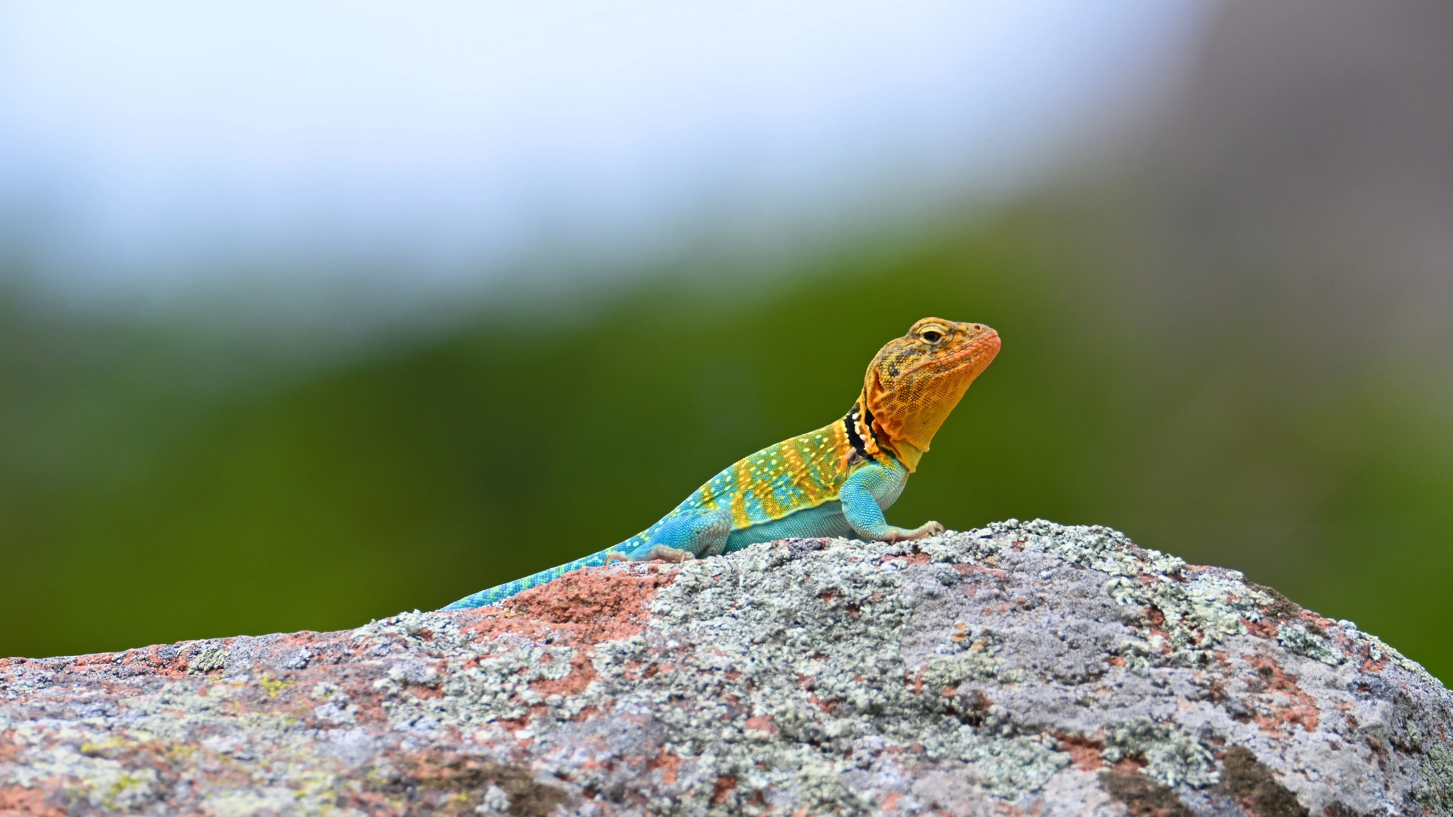 Reptiles & Insects gallery cover
